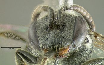 Media type: image;   Entomology 609435 Aspect: head frontal view